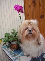 Étalon Shih Tzu - Dhel lhia du val d' eon