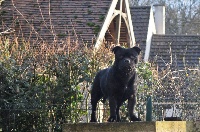 Étalon Staffordshire Bull Terrier - J-lo Des Fans D'auguste