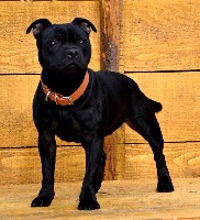 Étalon Staffordshire Bull Terrier - Leia my lovely girl (Sans Affixe)