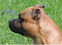 Étalon Staffordshire Bull Terrier - of Kaughan Horus