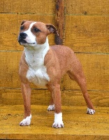 Étalon Staffordshire Bull Terrier - Lovely girl Of The Warriors Red Skins
