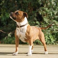 Étalon Staffordshire Bull Terrier - Indica little warrior of Skystaff Starbuck