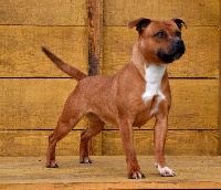 Étalon Staffordshire Bull Terrier - Jenahya pretty dream Of The Warriors Red Skins