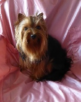 Étalon Yorkshire Terrier - Jessie-girl des Brumes de Rhodanie