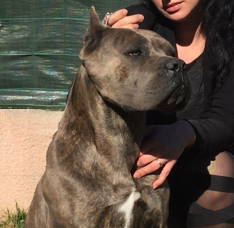 Chien Cane Corso Rothorm Jy Dream Harlow