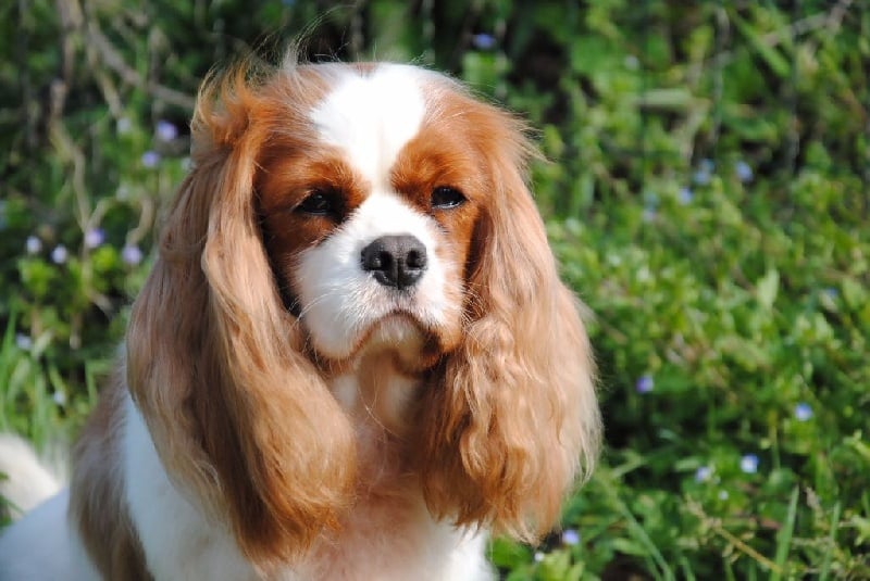 Guapa stella des Cavaliers de l'Or chien de race toutes Guapa stella des Cavaliers de l'Or chien de race toutes
