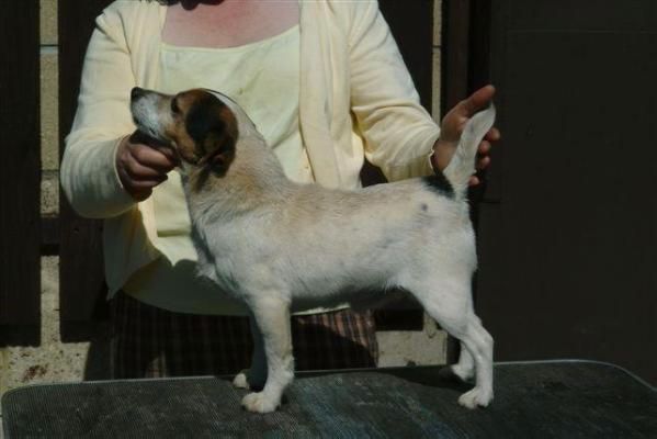 Jack Russell Terrier - Foxwarren Farrier