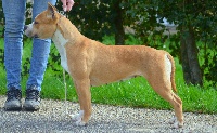 Étalon American Staffordshire Terrier - Fiona the princess intrepid staff
