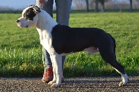Étalon American Staffordshire Terrier - L'king junior Du Domaine De Roujus