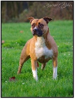 Étalon American Staffordshire Terrier - Dusthye des anges de la marquise