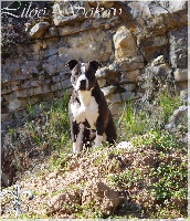 Étalon American Staffordshire Terrier - Liloo-sokay (Sans Affixe)