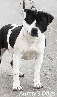 Étalon American Staffordshire Terrier - Lc aurely's dog (Sans Affixe)