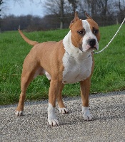 Étalon American Staffordshire Terrier - CH. Like a star Of nimiloxus