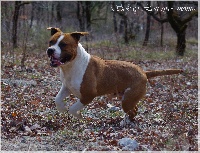 Étalon American Staffordshire Terrier - Sokay Lou gros momo