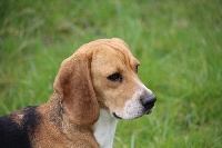 Étalon Beagle - Ivresse de Tebsema