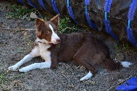 Étalon Border Collie - Just go fast Giving a Thrill