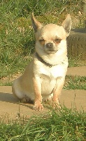 Étalon Chihuahua - Iouky du Jardin des Lutins
