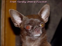Étalon Chihuahua - Touch the sky queen's diamond