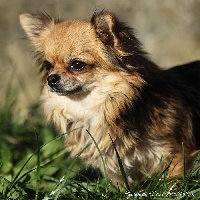Étalon Chihuahua - Janice-jane Du Domaine De Mrs. Grey