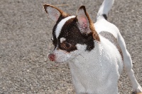 Étalon Chihuahua - Luffy (Sans Affixe)