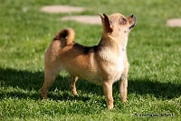 Étalon Chihuahua - Jamie lynn des aubépines de la Vilco