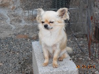 Étalon Chihuahua - I'm so cute Des Arômes Du Cantou