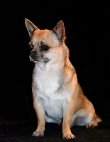 Étalon Chihuahua - Joé des légendes d'Athena