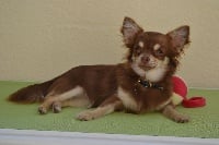 Étalon Chihuahua - Julya Du Royaume D'ydelmac