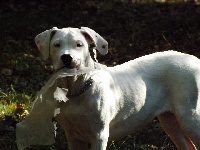 Étalon Dogo Argentino - Hinas de la Madrugada Blanca
