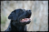 Étalon Labrador Retriever - Imankderien du puits de chanteins