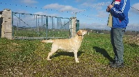 Étalon Labrador Retriever - Gala des Vergers de Taly