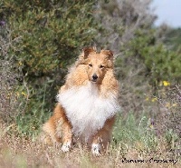 Étalon Shetland Sheepdog - Iseult golden princess Des mille eclats des tournesol