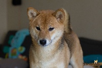 Étalon Shiba - Little katniss the mockingdog Go Hoshiyuki