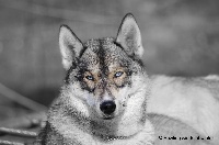 Étalon Siberian Husky - Lady sansa Howling Winds Of Winter