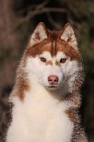 Étalon Siberian Husky - Walk in the park artico encanto