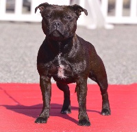 Étalon Staffordshire Bull Terrier - pearl from the south High society