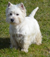 Étalon West Highland White Terrier - Jappeloup (Sans Affixe)