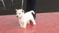 Étalon West Highland White Terrier - Lollipop des vallées de la Rocha