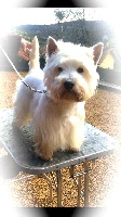 Étalon West Highland White Terrier - Gaspar du clos des Argousiers