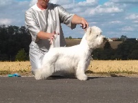 Étalon West Highland White Terrier - Just'un Of Eloane's Garden