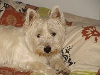 Étalon West Highland White Terrier - Jade du Clos Lachrico