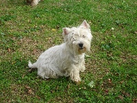 Étalon West Highland White Terrier - Allthunder Isolde