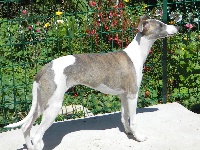 Étalon Whippet - Gandie Du Domaine De La Poiriere