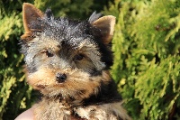 Étalon Yorkshire Terrier - Loustik Du pré moussey