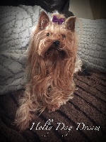 Étalon Yorkshire Terrier - Holly day dream du Pink Fit