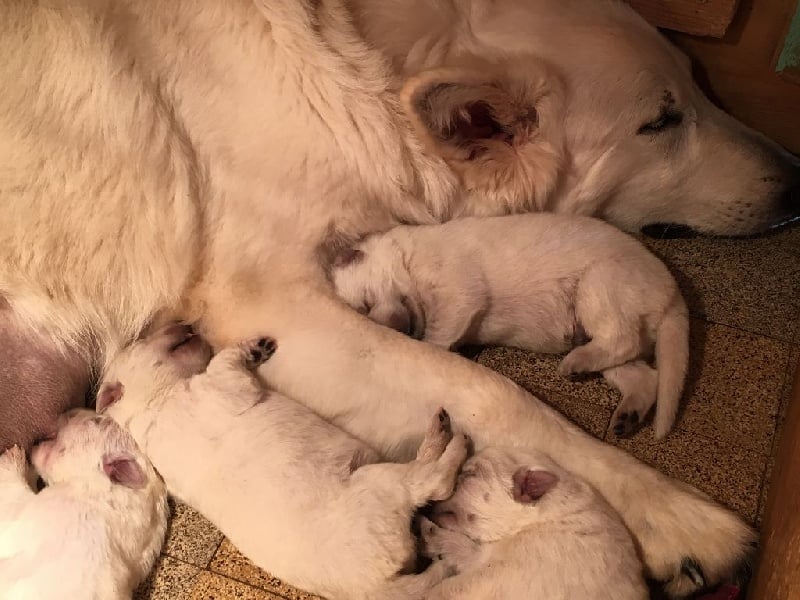 Les Berger Blanc Suisse de l'affixe   Du Moulin  Des Dogues