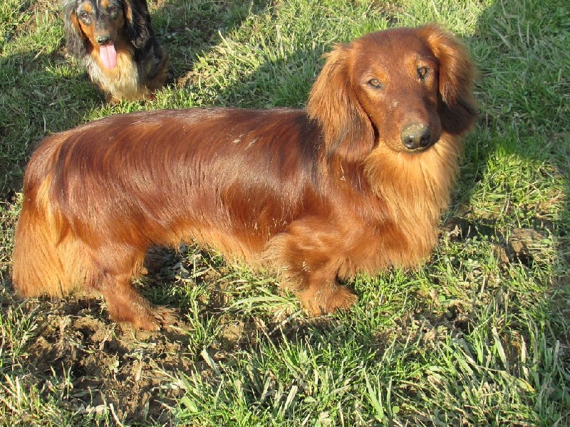 chien-teckel-poil-long-lancelotas-rud