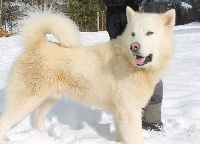 Étalon Alaskan Malamute - Ink the skin de la légende du loup blanc