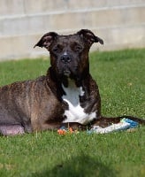 Étalon American Staffordshire Terrier - Havana brown de Lady Siska