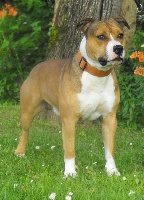 Étalon American Staffordshire Terrier - Fyord dit prince (Sans Affixe)